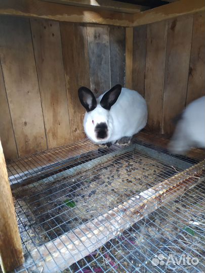 Калифорнийские кролики