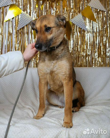 Предали и сдали в приют