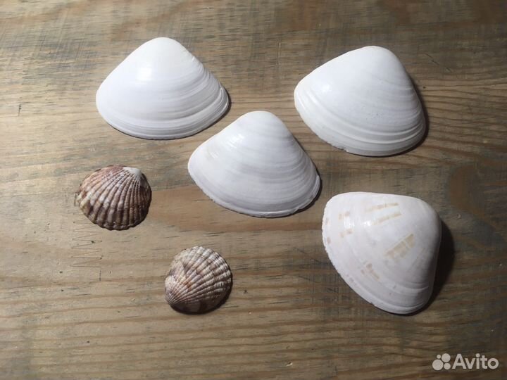 Ракушки из Персидского залива