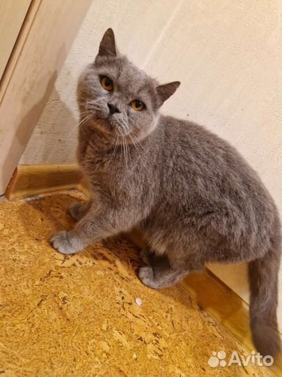 Британская