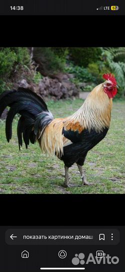 Петух
