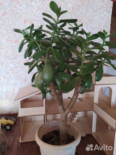 Комнатные растения