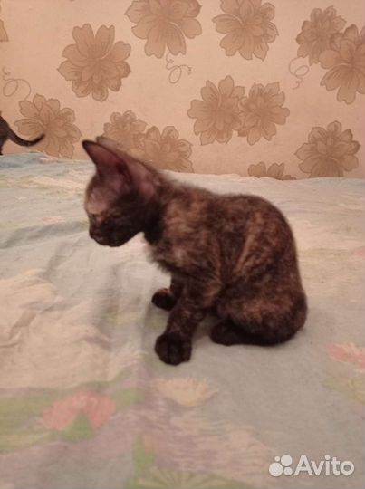 Котëнок