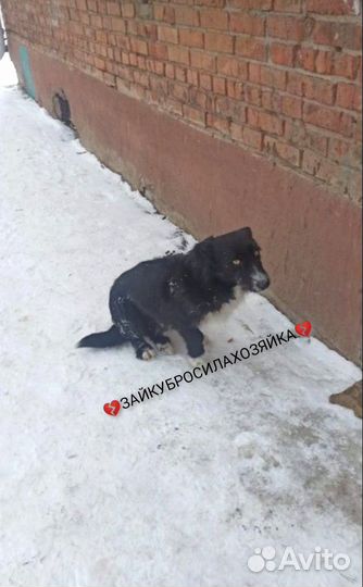 Собака