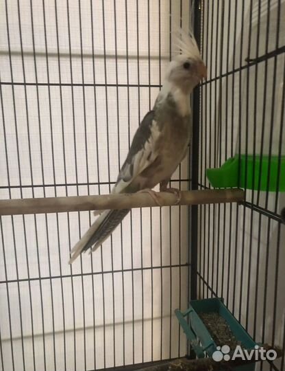 Попугаи корелла