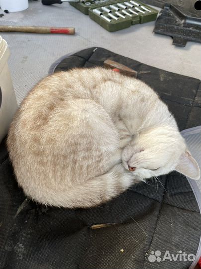 Британский кот бесплатно