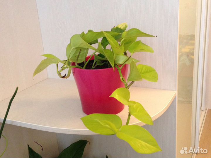 Сциндапсус золотистый