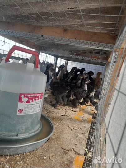 Цыплята суточные кохинхины