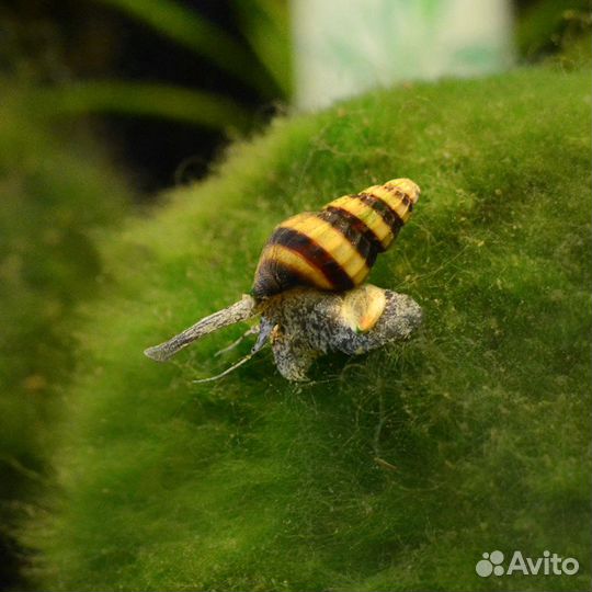 Улитка неретина зебра, леопард, билайн