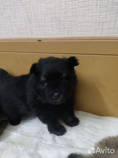 Щенки шпица