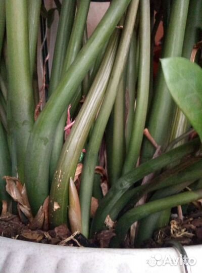 Замиокулькас