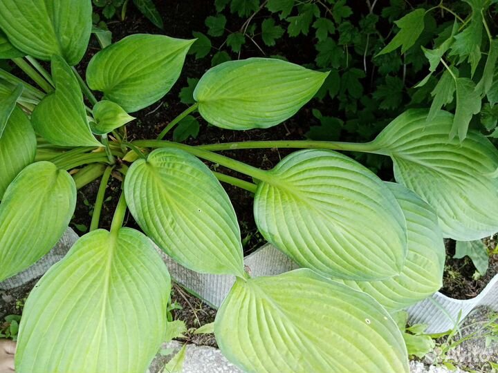 Хосты, разные виды