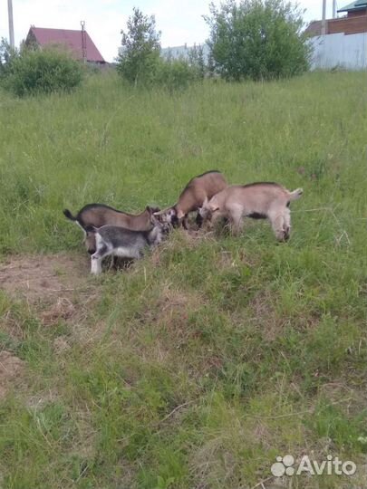 Нубийский козлята