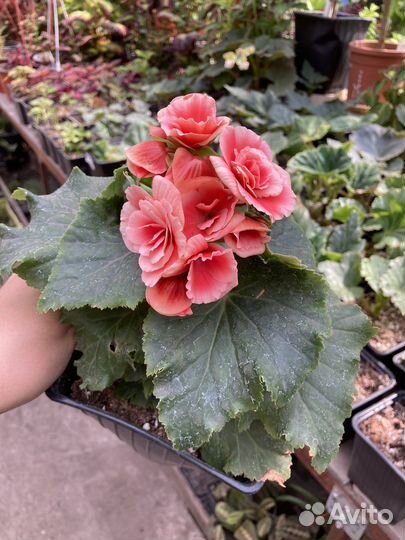 Бегония элатиор из питомника