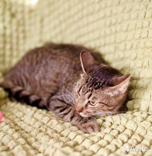 Финик в добрые руки