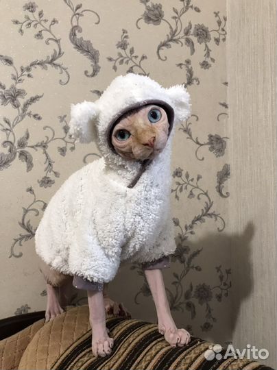 Одежда для кота