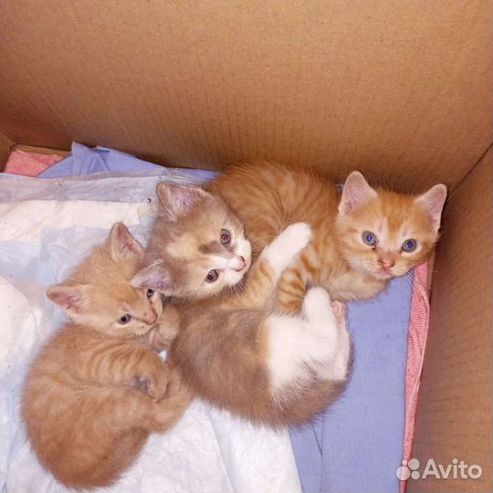 Котята в добрые руки