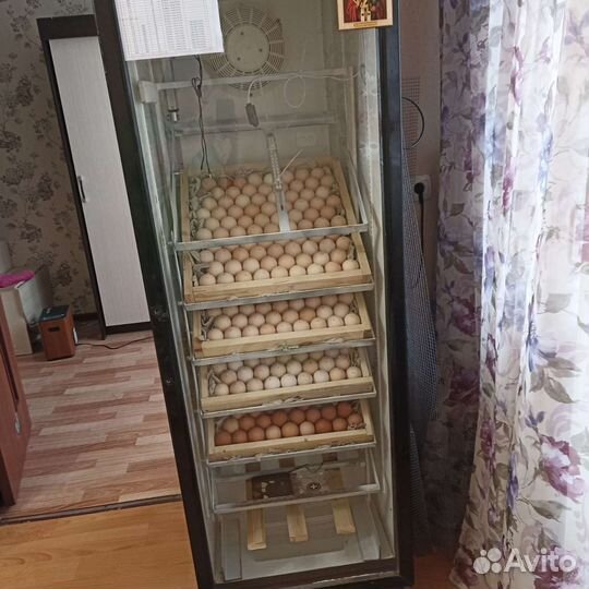 Инкубатор для яиц