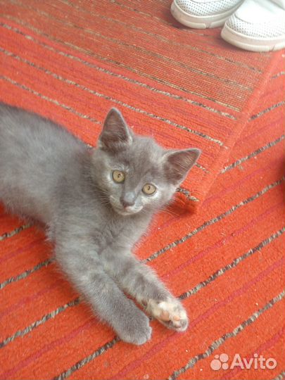 Котёнок девочка в добрые руки