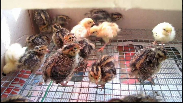 Перепела Селадоны, Техасы