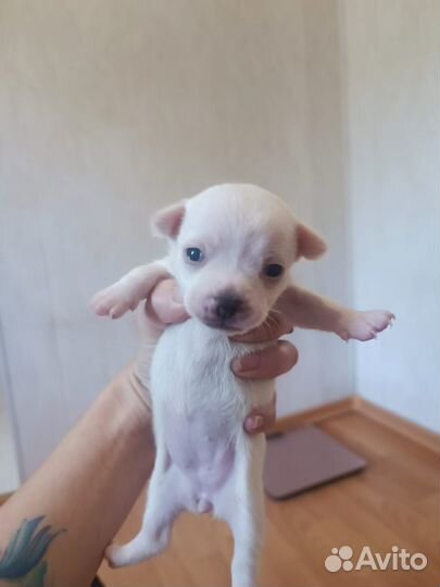 Щенки чихуахуа мини девочки
