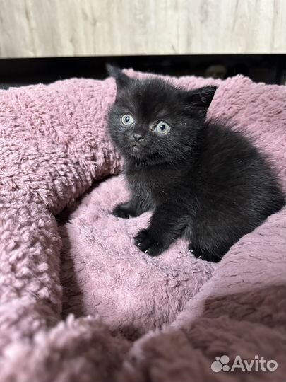 Шотландский котенок