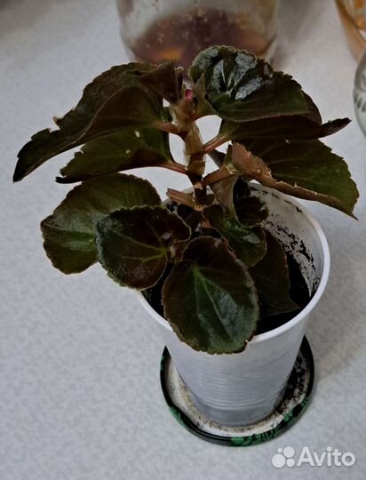 Бегония вечноцветущая бронзоволистная