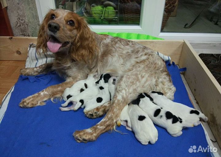 Выезд ветеринара на дом