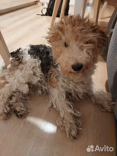 Грумер Стрижка собак и кошек(Славянка Колпино