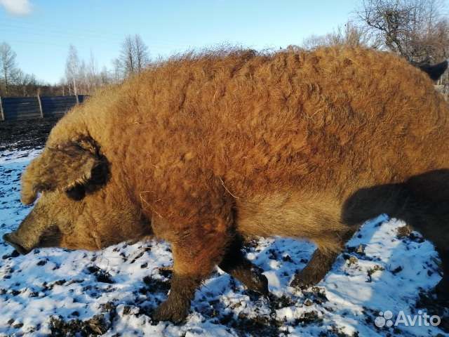 Домашняя тушенка