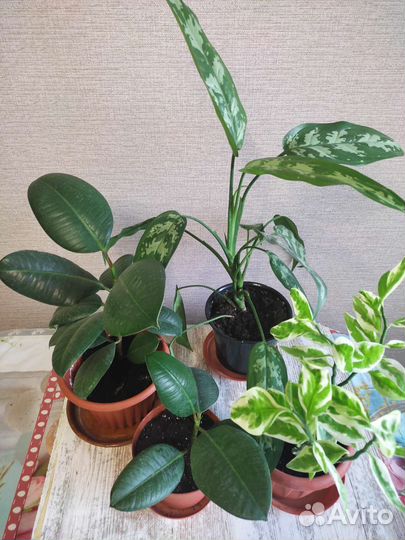 Гибискус аглаонема фикус комнатные цветы