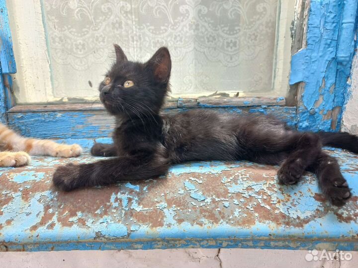 Милые котята в добрые руки