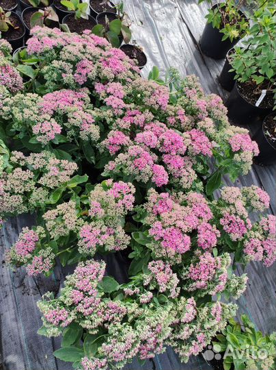 Гейхеры, котовники,злаки,очитки,астильбы,клопогон