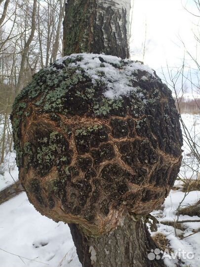 Сувель березовый