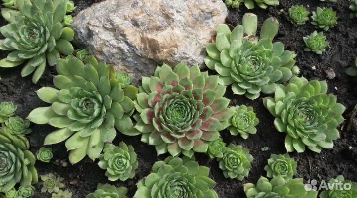 Каменный цветок