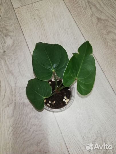 Антуриум Юта (старый сорт, Голландия)