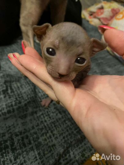 Котята корниш рекс, сладкие шоколадки