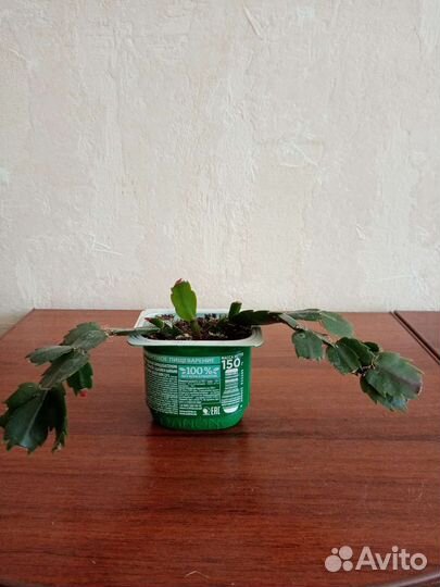 Декабрист шлюмбергера