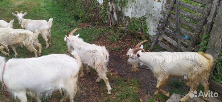Козы и козлята