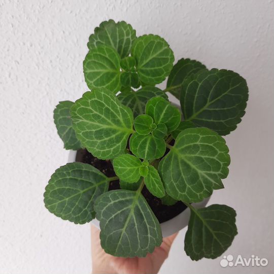 Комнатные цветы Плектрантус