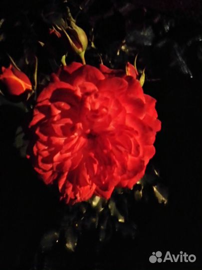 Саженцы плодово ягодные