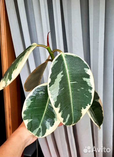 Фикус Тинеке