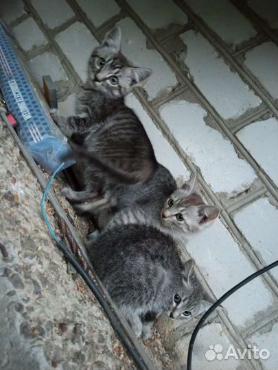 Кошки в добрые руки бесплатно