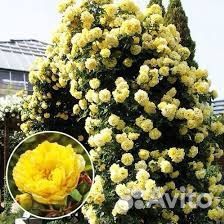 Плетистая роза Голден Гейтс