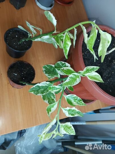 Педилантус титимолоидный