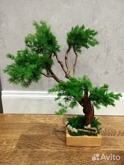 Дерево бонсай стабилизированное