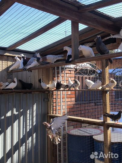 Голуби бакинцы- двухчубые. Агараны и Тасманы