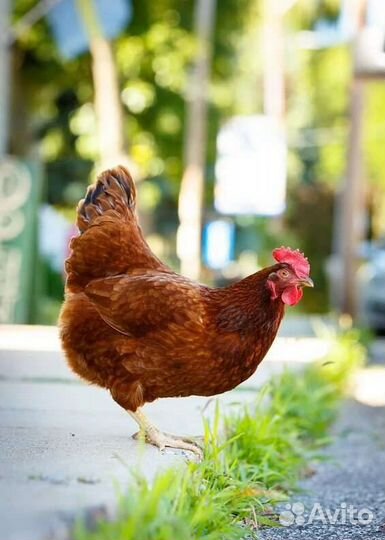 Инкубационное яйцо несушки Ломан Браун