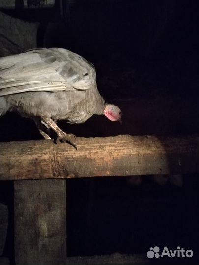 Индюки индюшата