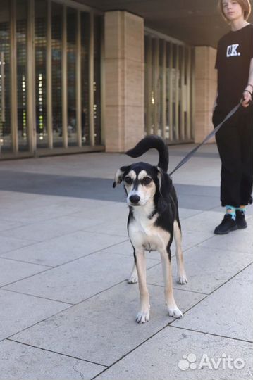 Передержка